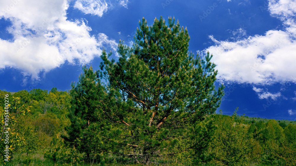 Lonely green tree in the park in summer. Scenery. Christmas tree. pine trees in the park. Green fields, meadows. Blue sky with clouds. Tui. Tree with needles. Natural landscape.Postcard. Lonely green tree in the park in summer. Scenery. Christmas tree. pine trees in the park. Green fields, meadows. Blue sky with clouds. Tui. Tree with needles. Natural landscape.Postcard.