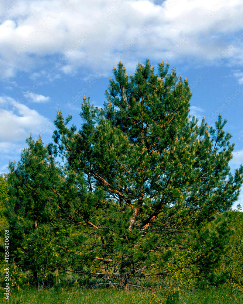 Lonely green tree in the park in summer. Scenery. Christmas tree. pine trees in the park. Green fields, meadows. Blue sky with clouds. Tui. Tree with needles. Natural landscape.Postcard. Lonely green tree in the park in summer. Scenery. Christmas tree. pine trees in the park. Green fields, meadows. Blue sky with clouds. Tui. Tree with needles. Natural landscape.Postcard.