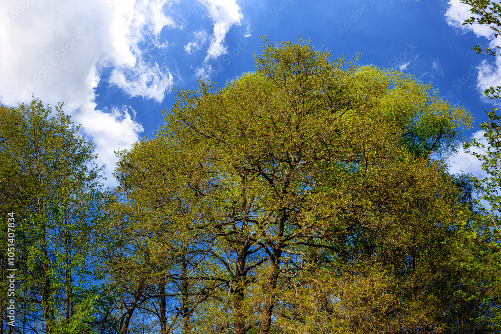 Lonely tree with green leaves. in the park in summer. Scenery. Christmas tree. pine trees in the park. Green fields, meadows. Blue sky with clouds. Tui. Tree with needles. Natural landscape.Postcard. Lonely tree with green leaves. in the park in summer. Scenery. Christmas tree. pine trees in the park. Green fields, meadows. Blue sky with clouds. Tui. Tree with needles. Natural landscape.Postcard.