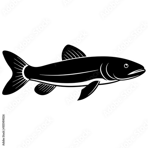 fish isolated on white background photo