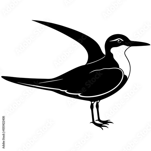 black and white black-skimmer bird