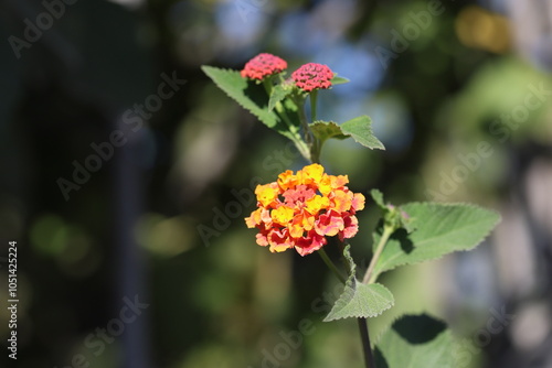 lantana (shrub verbenas or lantanas) flowers  photo