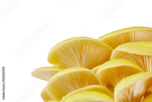 cluster of golden oyster mushrooms (Pleurotus citrinopileatus) isolated on white or transparent png photo