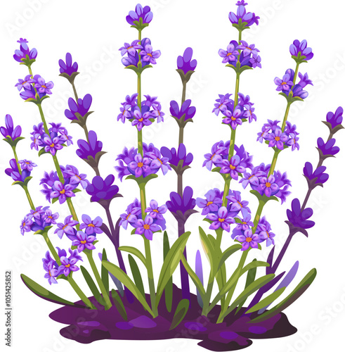 Cartoon lavender flowers in full bloom growing in a garden, field or meadow soil. Isolated vector vibrant blossoms, herbs or plant bunch for aromatherapy, cosmetics, oil and natural health products