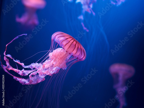 Natural background of pink jellyfish