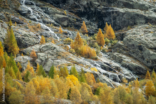 Forêt de mélèzes jaunes dans le Val Ferpècle dans les Alpes Suisse. au milieu des montagnes et des glaciers photo