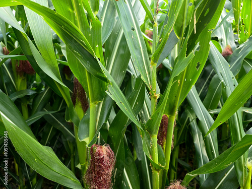 Corn cob infested. Corn leaf blight of maize (Helminthosporium or Turcicum). Corn field in summer with disease corn cob in foreground. Plant damage by pest and insect. photo