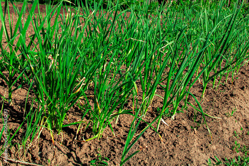 Young green onions in the garden. Young leaves of the plant planted in rows. Organic farming. Growing vegetables in rural areas. Plant care. Harvesting. Vegetable tomato seedlings. Close-up.