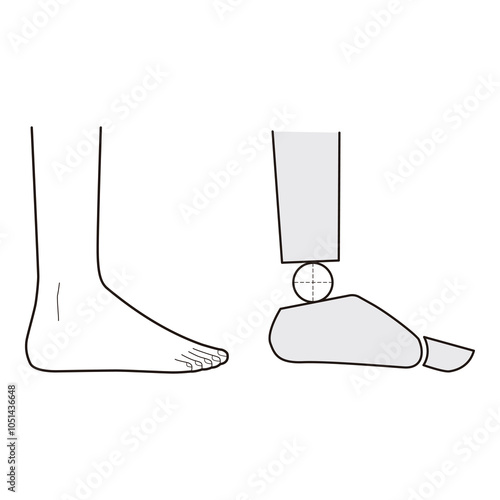 Simple illustration comparing prosthetic foot with human foot, ideal for medical and anatomical use.
