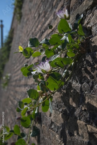 Close-up of a Caper Flower (Capparis spinosa) photo