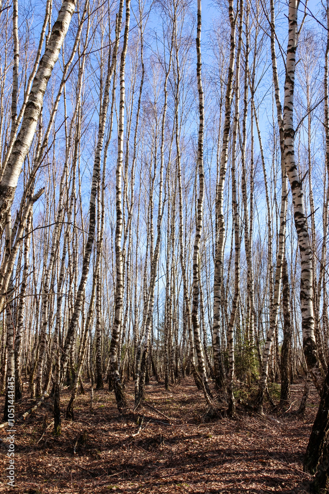 Obraz premium Bare birch trees standing in a vast dry landscape on a clear sunny day, wide-angle shot emphasizing the peaceful and desolate forest environment, vertical