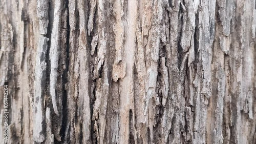 Wallpaper Mural teak tree bark texture Torontodigital.ca