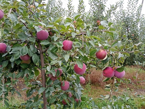 An apple tree laden with ripe, red apples. The leaves are a deep green color. The background is an orchard with other apple trees. The photo perfectly captures the atmosphere of autumn photo