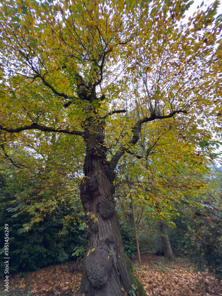 Fototapeta premium Autumn colours in trees, Midlands, England