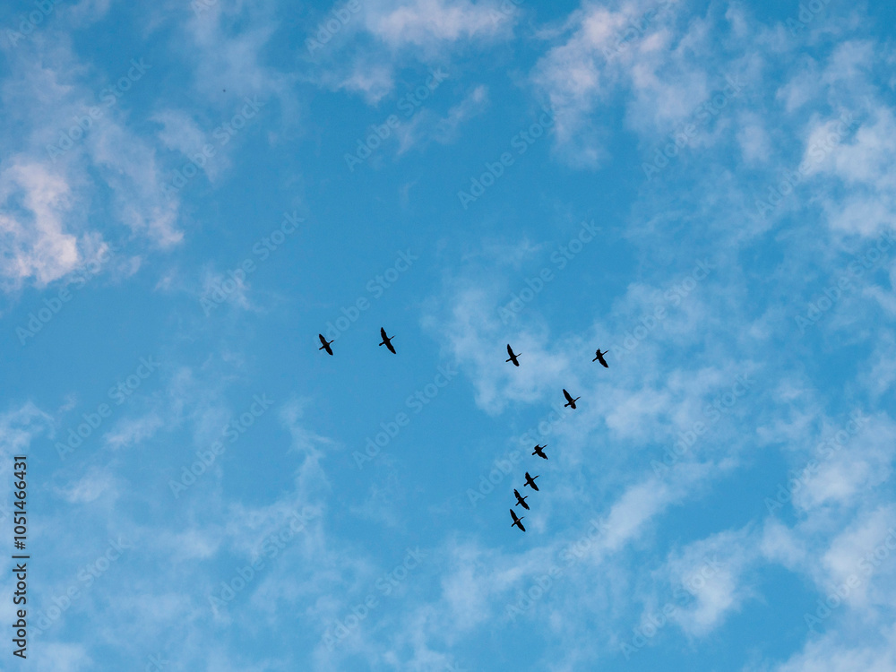 Fototapeta premium Flock of birds flying in V shape formation in a blue beautiful sky. Abstract travel and emigration concept. Looking for a better place to live with high economical value. Follow the expert theme.