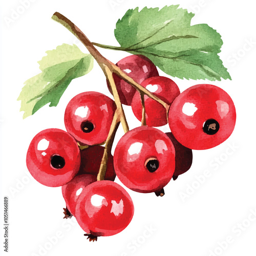 Red currant fruit watercolor clipart illustration