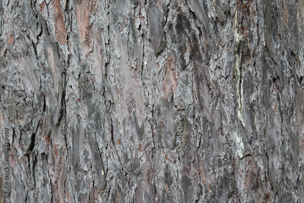 Fototapeta premium グイマツの木目