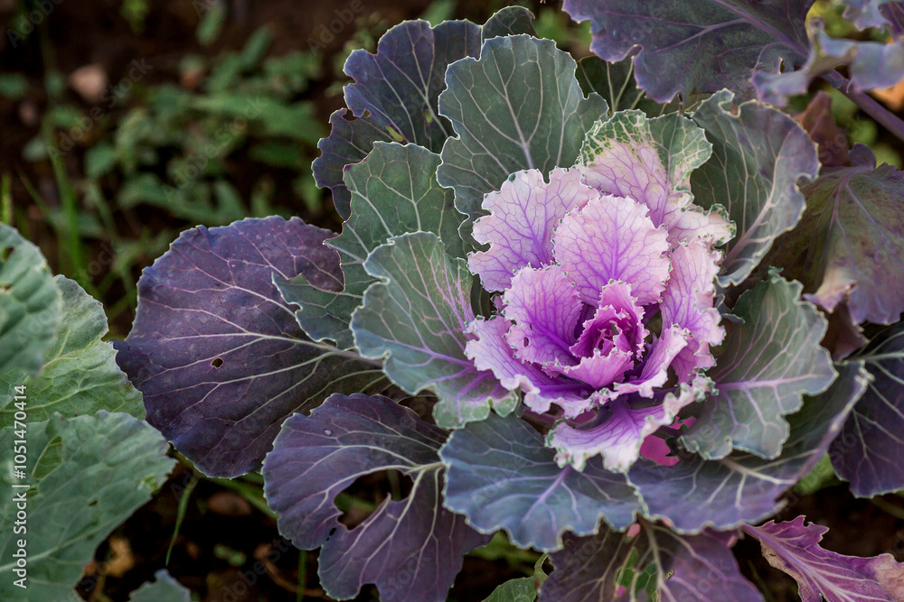 Obraz premium Autumn flowers. Decorative cauliflower in the garden. Autumn, sunny natural background with decorative cabbage.