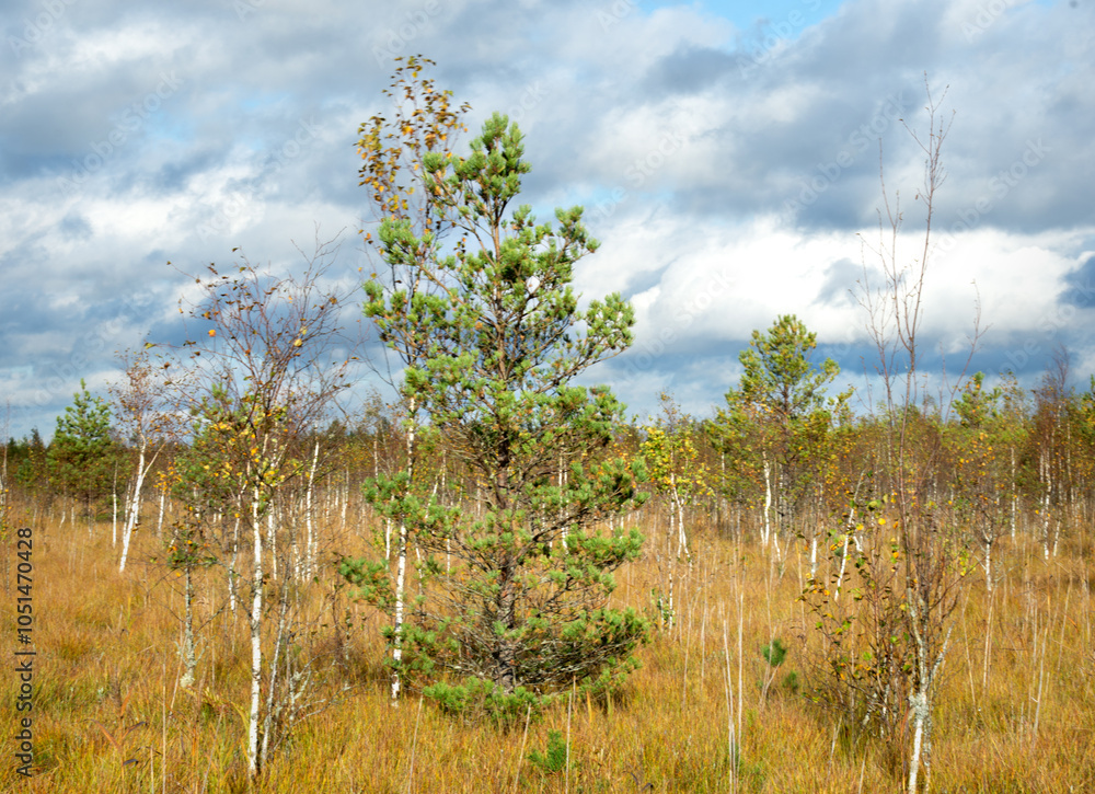 Obraz premium Lonely spruce against the background of autumn withered grass