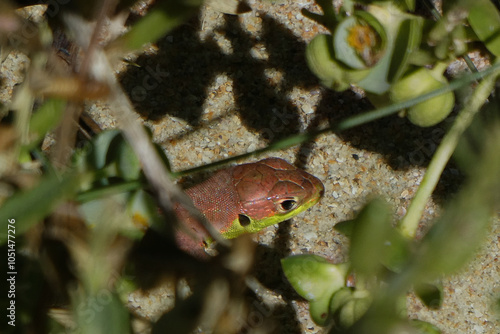 lizard in a bush  photo