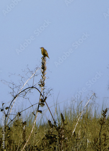 bird posing on a stick in a high grass brench