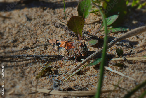 A Grasshopper on the sand of a beach