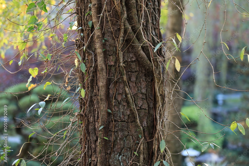 Obraz premium larger tree in forest, photography image