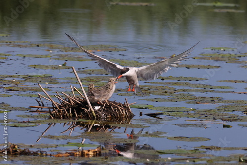 Common tern nest with young Federsee Baden Wuerttemberg photo