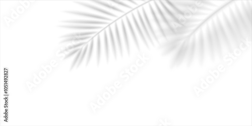 Blurred shadow of a palm leaf isolated on white background. Realistic vector illustration.