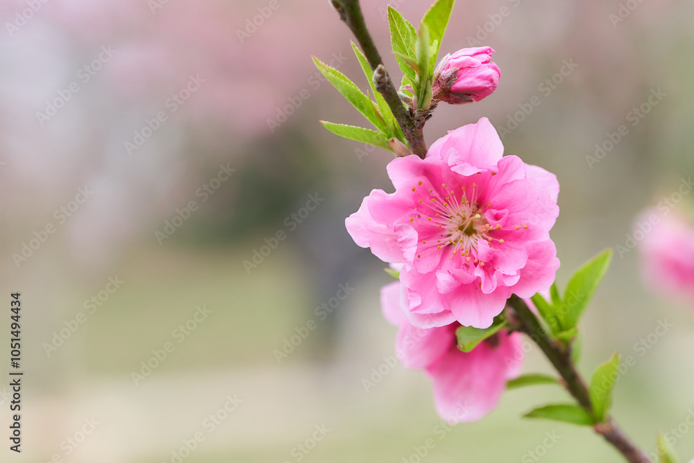 Fototapeta premium ふんわりした背景の桃の花（ハナモモ）のクローズアップ
