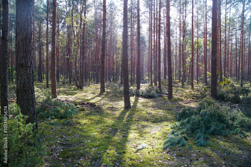 Obraz premium Magic forest in Poland