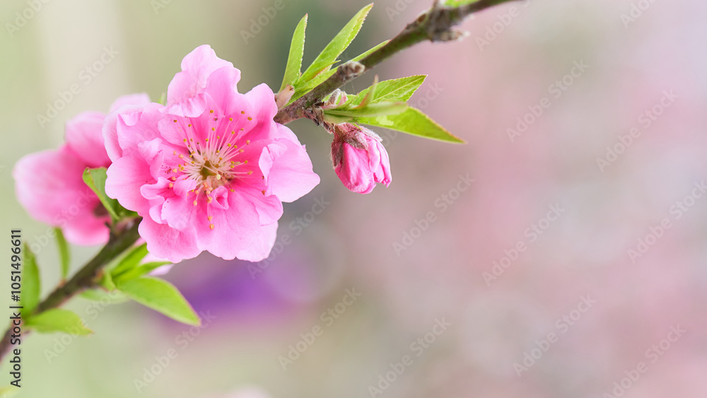 Fototapeta premium ふんわりした背景の桃の花（ハナモモ）のクローズアップ