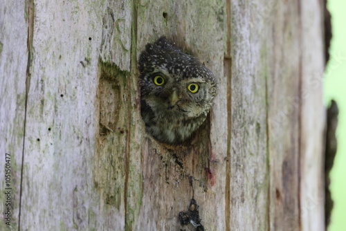 Eurasian pygmy owl female (Glaucidium passerinum) Swabian Jura Germany photo