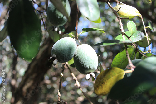 Ripe green feijoa fruits on tree branches (lat.Acca sellowiana). Photo taken in Abkhazia photo