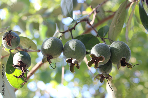 Ripe green feijoa fruits on tree branches (lat.Acca sellowiana). Photo taken in Abkhazia