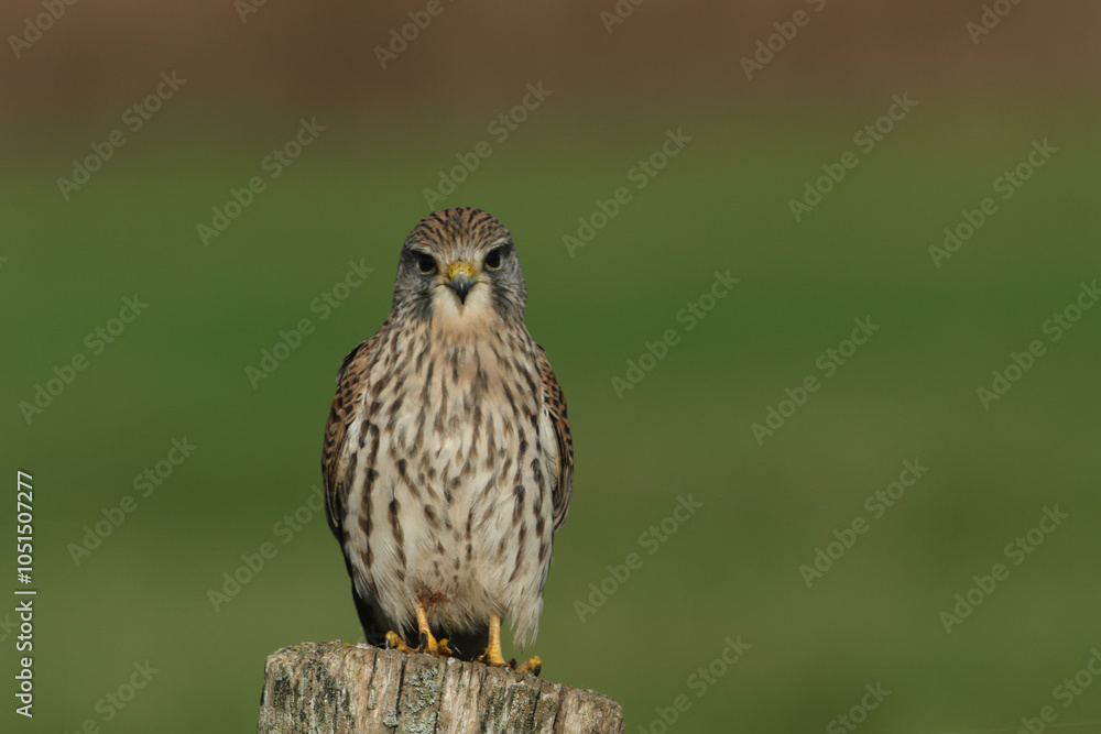 A hunting Kestrel, Falco tinnunculus, perching on a fence post in a meadow. A hunting Kestrel, Falco tinnunculus, perching on a fence post in a meadow.