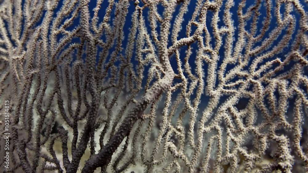 Gorgons from wide to closeup - Banda sea and North Sulawesi in Indonesia Gorgons from wide to closeup - Banda sea and North Sulawesi in Indonesia