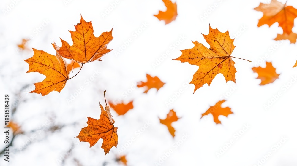 Falling Autumn Leaves on White Background Falling Autumn Leaves on White Background