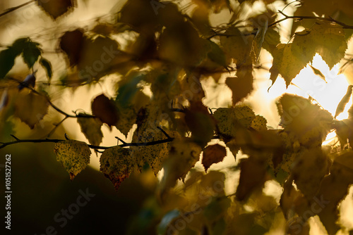 autumn leaves in the park