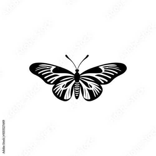 Red Admiral Butterfly