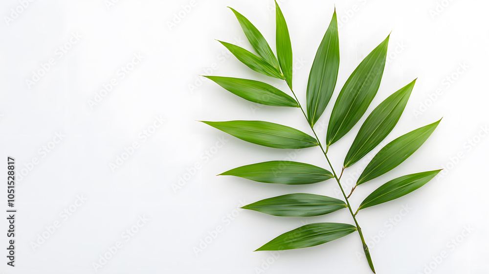 Tropical green palm leaf on white background Tropical green palm leaf on white background