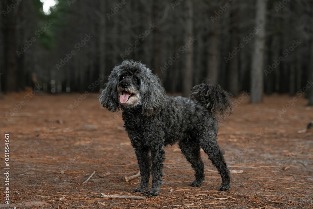 Dark gray toy poodle stands happily in a forest with pine trees and a carpet of fallen needles. Dark gray toy poodle stands happily in a forest with pine trees and a carpet of fallen needles.