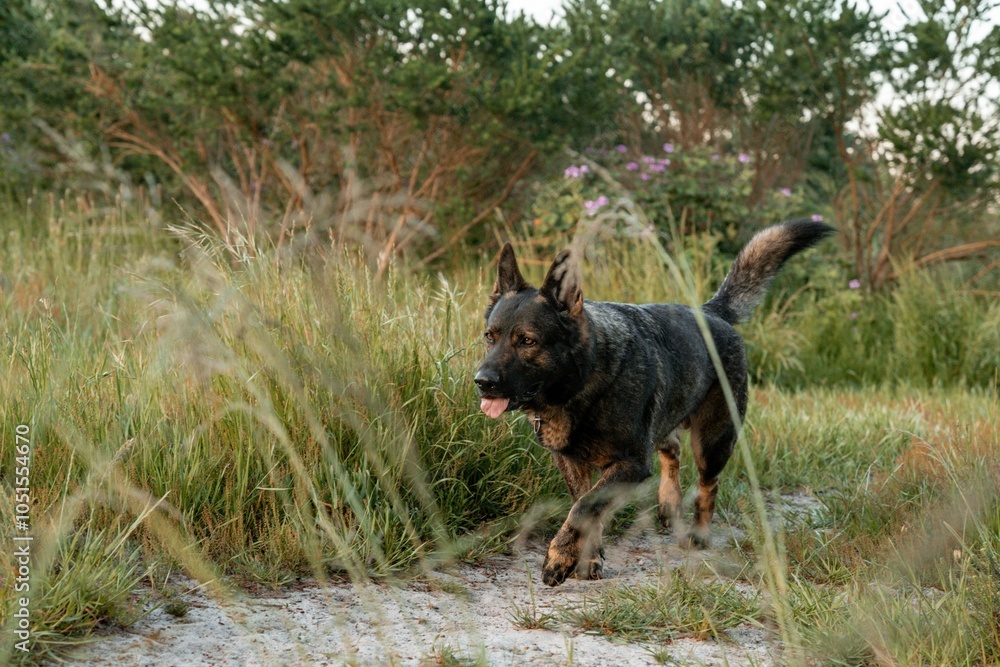 German Shepherd walking through tall grass in a natural park setting German Shepherd walking through tall grass in a natural park setting