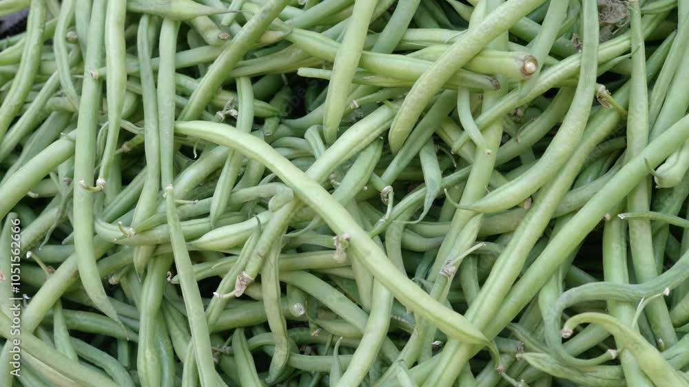A colorful display of fresh green beans at a bustling Southern Italian market. These vibrant beans highlight the rich tradition of Italian cuisine and its emphasis on fresh, local produce. A colorful display of fresh green beans at a bustling Southern Italian market. These vibrant beans highlight the rich tradition of Italian cuisine and its emphasis on fresh, local produce.