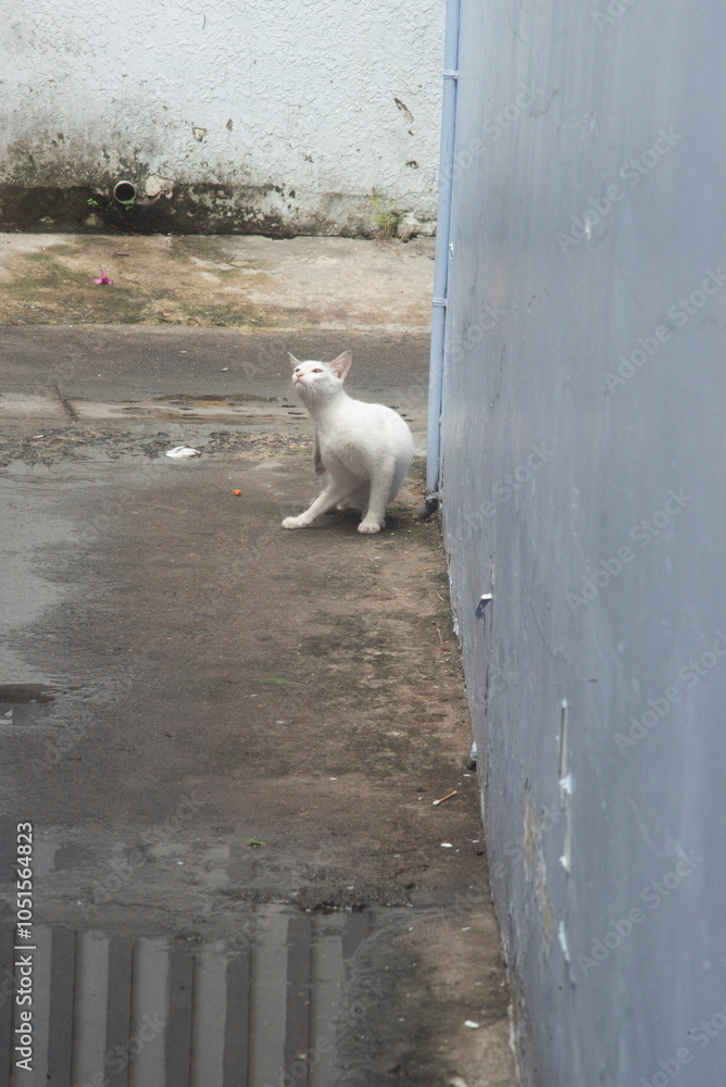 a white cat