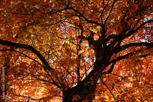 Autumn trees in Sussex, England