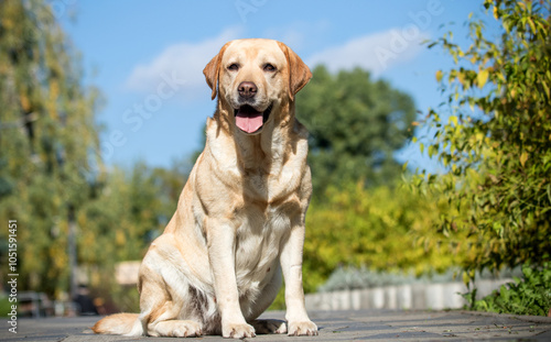 Golden Labrador on a walk