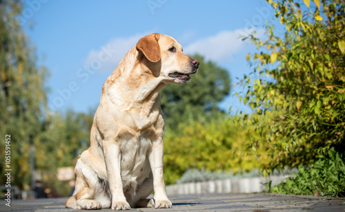 Golden Labrador on a walk