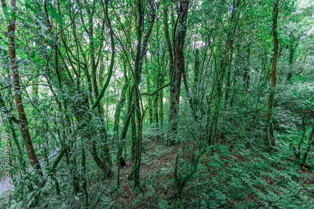Fototapeta premium natural background of many species of plants that are laid out in the park, for the propagation of the species and to provide shade for those who stop by while traveling to study the ecology.