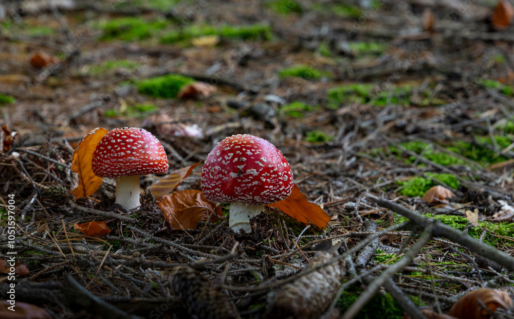 Fly agaric mushroom - in autumn forest.